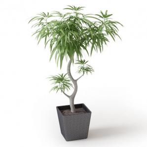 百合竹盆栽植物