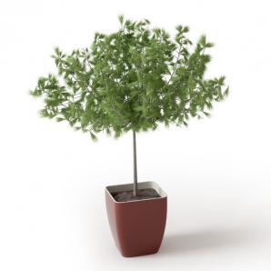 单棵金钱松盆栽植物