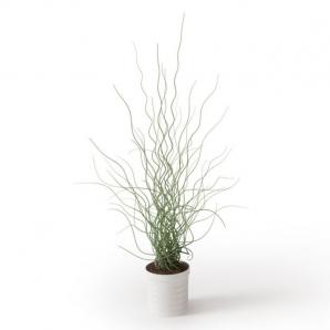 光棍树盆栽植物