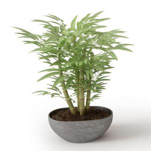 矮竹子盆栽植物