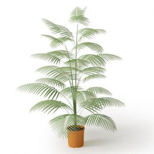 散尾葵盆栽植物