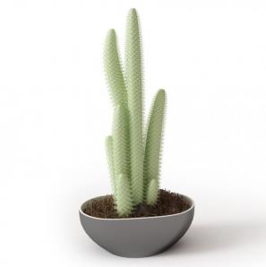 形似醉翁柱的多肉盆栽植物