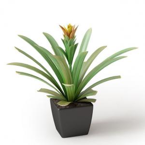 艳凤梨盆栽花卉