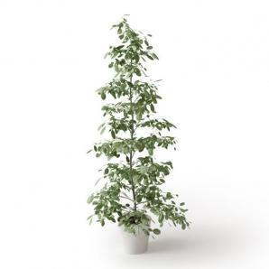 形似幌风伞的盆栽植物