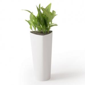 形似金钻蔓绿绒的盆栽植物