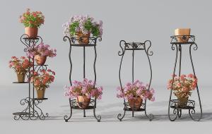 圆锥石头花、铁艺花架 盆栽花卉
