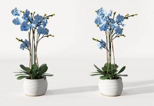 有小竹竿支撑的蝴蝶兰盆栽花卉