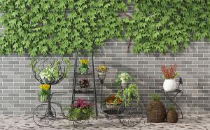 爬山虎、郁金香、向日葵、飘香藤花卉植物