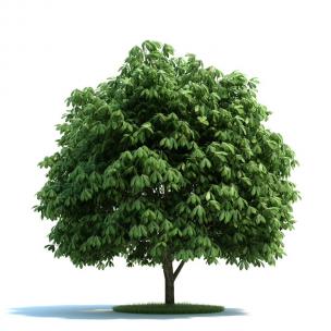 七叶树景观树木