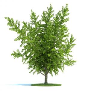 低矮形似银杏树的景观树木