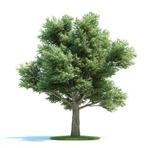 多枝干、形似榆树的景观树木