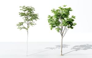 三角叶小景观树