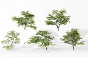 类似竹柏的景观树木