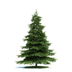 枝叶微翘的云杉景观树木