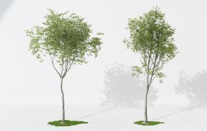 小碎叶、类似榆树的景观树木