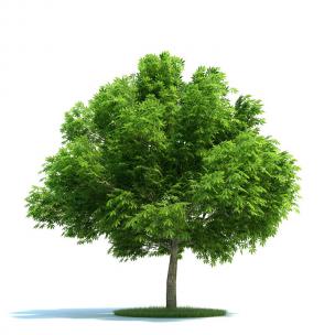 叶子稠密的七叶树 景观树木