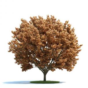 橙黄色树叶景观树木