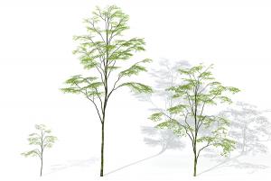 枝叶弯曲稀疏的景观树木