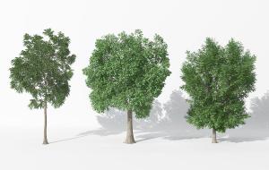 类似大果榆树、类似白蜡树的景观树木 乔木