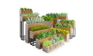 合果芋、虎皮兰高低不同花池花箱植物