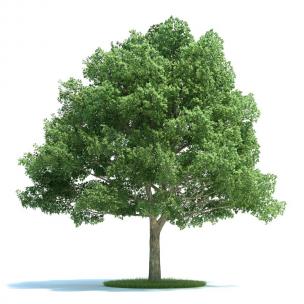 形似樟树 景观树木