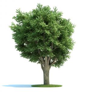 茂密白蜡树景观树木