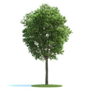 皂荚树景观树木