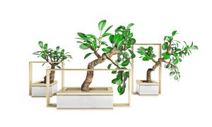 人参榕盆景植物