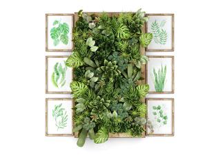 龟背竹、虎皮兰、形似金鱼藻的植物墙