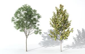 铁刀木、法国梧桐树 景观树木