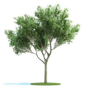 形似旱柳的景观树木