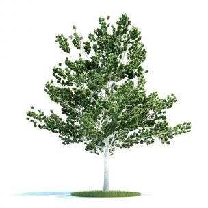 白杨树 行道景观树