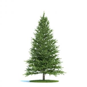 锥形冷杉景观树木