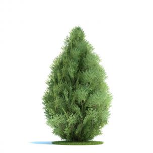 水滴状侧柏灌木绿植