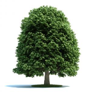 草垛形七叶树 景观树木