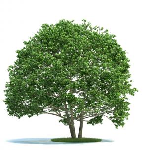 从根部分叉长、形似白千层的景观树木