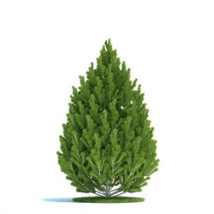 形似羽毛的松树 灌木绿植