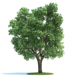 形似重阳木的景观树木