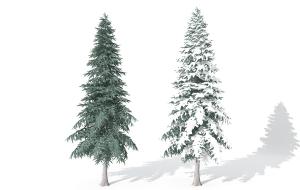 尖锥形塔松、雪景松树 乔木