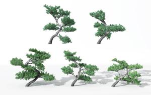 弯曲倒地的松树 景观树木