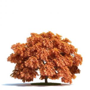 橙红色红枫树 景观树木