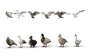 飞翔和站立的海鸥、鸽子、鸭子3d模型 飞翔和站立的海鸥、鸽子、鸭子