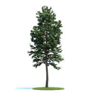 浓绿的松树 景观树木