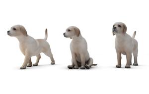 坐着的狗、站着的狗、行走的狗