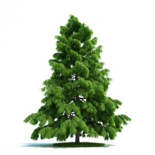 枝干低矮的雪松 景观树木