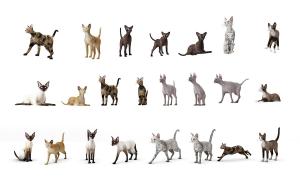 卧着的猫、站立的猫、奔跑的猫及行走的猫