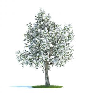 开花的梨树 景观树木