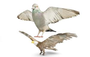 展开翅膀的鸽子、鹰3d模型 展开翅膀的鸽子、鹰