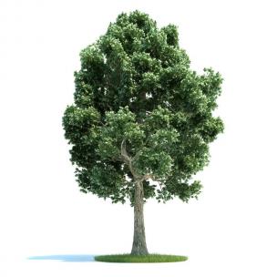 叶子浓密的道旁景观树木