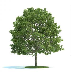 形似白蜡树 景观树木